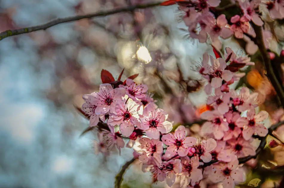 Frühlingsbild mit einer 50mm Festbrennweite fotografiert 