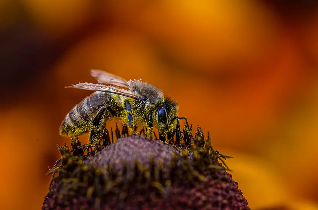 Makrofotografie einer Biene